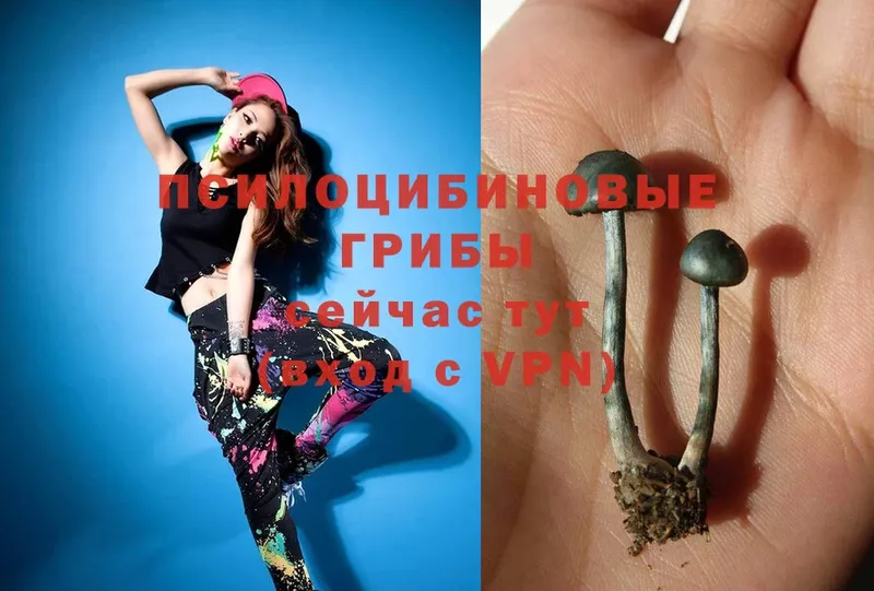 OMG сайт  где найти наркотики  Ревда  Псилоцибиновые грибы Psilocybine cubensis 